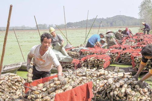 湖北嘉鱼莲藕与盐城农产品 中国农业“走出去”的典范