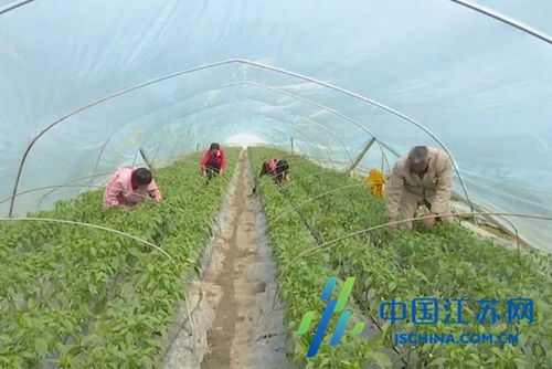 阜宁不负春光抓农时，盐城争分夺秒稳增收