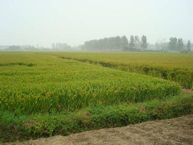 blank" href="/item/盐城市">盐城市盐都区
