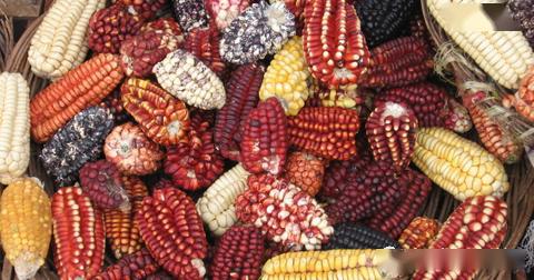 生态与反转半月报 盐城农产品的绿色转型与市场新机遇