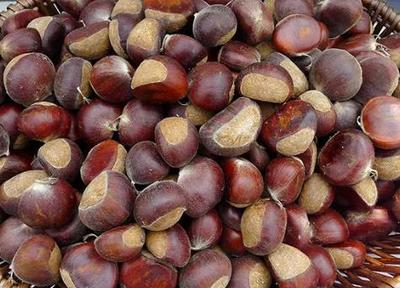 盐都龙冈板栗 盐城盐都区的绿色瑰宝