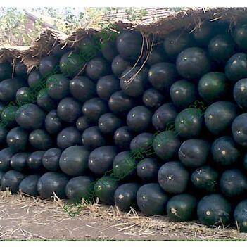 盐城农产品批发供应商黄眉霞 惠农网电脑版助农兴业