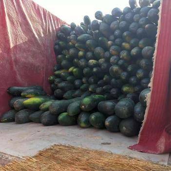 夏磊 盐城农产品批发供应的中坚力量