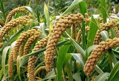 三晋佳品誉神州，一票温情递盐城